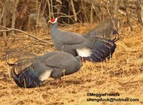 blue eared pheasant 1.jpg