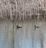 merganser3-4-10.jpg