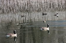 ducksgeese3-4-10.jpg