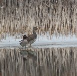 tealgadwall1-15-10.jpg