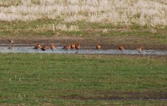 Tarland_Black_T_Godwits.jpg