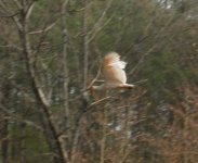 crested ibis.JPG