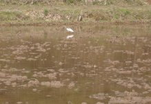 crested ibis 2.JPG