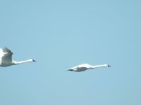 269 tundra swan tiny.jpg