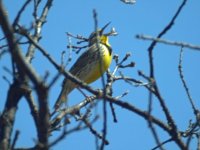 389 western meadow lark tiny.jpg