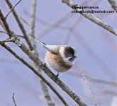 black browed tit.jpg