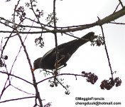grey winged blackbird.jpg