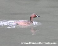 Little Grebe, Shanghai.jpg