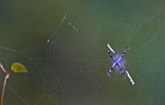 IMG_9324Spider.jpg