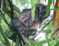Taliabu Masked-Owl.jpg