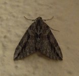 Menton moth2.JPG