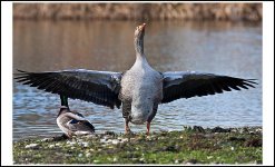 Greylag Wings.jpg