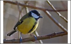 Great Tit2.jpg