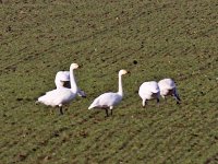 IMG_2117_Bewick's Swans.jpg