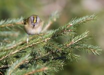 Goldcrest 3.jpg