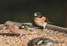 Brambling 1.jpg