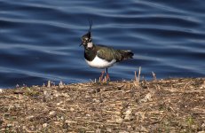 Lapwing (R).jpg