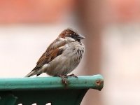 IMG_4035_House Sparrow.jpg