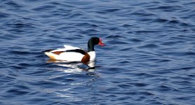 Shelduck (R).jpg