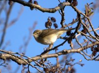 Willow Warbler.jpg