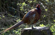 Pheasant (R).jpg