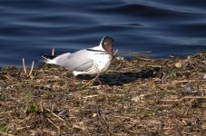 Black Headed Gull (R).jpg