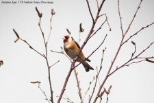 Goldfinch.jpg