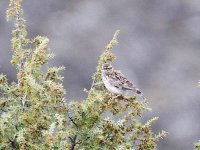 IMG_0348_Wood Lark.jpg