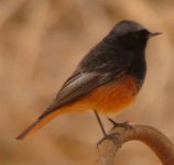 REDSTART.jpg