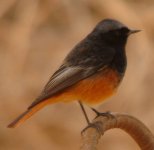 REDSTART2.jpg