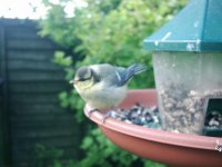 babybluetit2.jpg