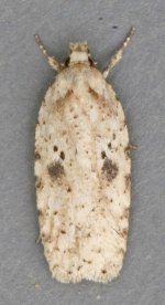 Agonopterix arenella 5807t.jpg