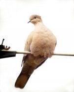 Collared_Dove.jpg