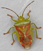 Red-green Shieldbug 5813t.jpg