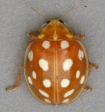 Ladybird 5810t.jpg