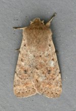 Small Quaker 3368t.jpg