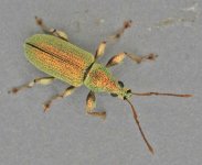 Green-Yellow Beetle 5834t.jpg