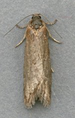 Tortricodes alternella 3376t.jpg