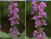 loosestrife01.jpg