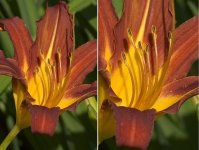 daylily02.jpg