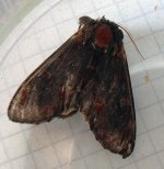 poss-iron_prominent.jpg