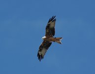 Red-Kite1-web.jpg