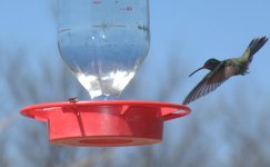 Patagonia Preserve Broad-billed hummer_resized.JPG