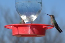 Patagonia Preserve Broad-billed hummer_rresized.JPG