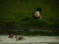 Shelduck&Chick2.jpg