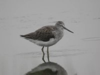 GREENSHANK 003.jpg