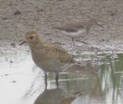 GREENSHANK 022.jpg