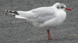 MED GULL PORTRUSH 002.jpg