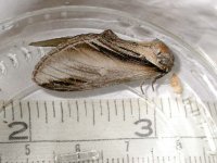 Swallow Prominent 0958.jpg