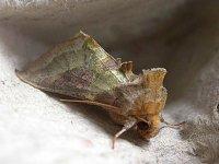 Burnished Brass 0900.jpg